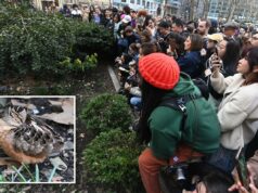 Avistamento de galinhola americana em Nova York faz fãs de pássaros ‘miarem’ de alegria Avistamento de galinhola americana em Nova York faz fãs de pássaros 'miarem' de alegria
