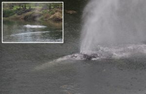 Baleia cinzenta que nadou 32 quilômetros rio acima em um rio no estado de Washington é encontrada morta Esta foto fornecida pelo Cascadia Research Collective mostra uma baleia cinzenta nadando no rio Willapa perto da baía de Willapa, Washington, quarta-feira, 1º de abril de 2026. (