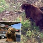 Bear fica confortável na cidade de SoCal enquanto vizinhos abraçam amigo feroz com memes e homenagens