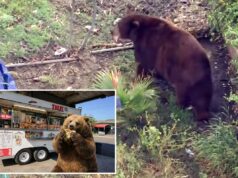 Bear fica confortável na cidade de SoCal enquanto vizinhos abraçam amigo feroz com memes e homenagens Bear fica confortável na cidade de SoCal enquanto vizinhos abraçam amigo feroz com memes e homenagens