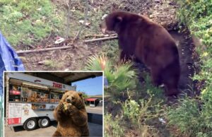 Bear fica confortável na cidade de SoCal enquanto vizinhos abraçam amigo feroz com memes e homenagens Bear fica confortável na cidade de SoCal enquanto vizinhos abraçam amigo feroz com memes e homenagens