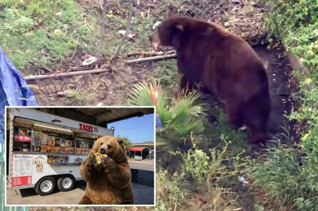 Bear fica confortável na cidade de SoCal enquanto vizinhos abraçam amigo feroz com memes e homenagens
