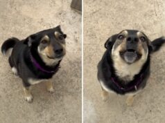 Cachorro é tratado em abrigo – a resposta do dono quando chamado é comovente Rescue dog