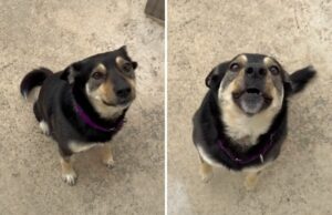 Cachorro é tratado em abrigo – a resposta do dono quando chamado é comovente Rescue dog