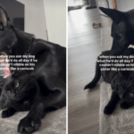 Cachorro que gosta de 'mordiscar' seu irmão gato sai da Internet histérico