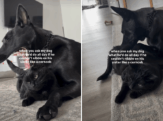 Cachorro que gosta de ‘mordiscar’ seu irmão gato sai da Internet histérico Cachorro que gosta de 'mordiscar' seu irmão gato sai da Internet histérico
