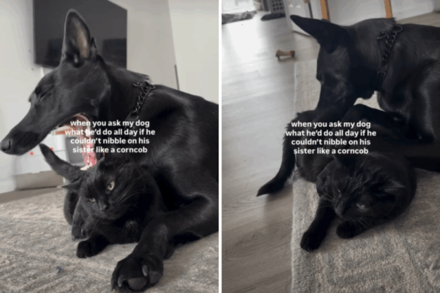 Cachorro que gosta de 'mordiscar' seu irmão gato sai da Cachorro que gosta de 'mordiscar' seu irmão gato sai da Internet histérico