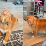 Dog singing along to phone