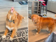 Cachorro que não consegue evitar de cantar quando o telefone toca é o animal de estimação da semana Dog singing along to phone