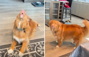 Cachorro que não consegue evitar de cantar quando o telefone toca é o animal de estimação da semana Dog singing along to phone