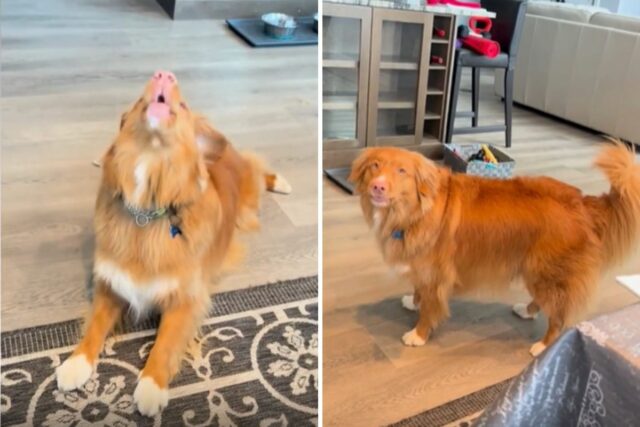 Dog singing along to phone