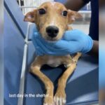 Rescue dog's last day in shelter