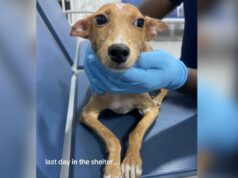 Cão de abrigo retratado em seu último dia – um ano depois, as pessoas ficam surpresas Rescue dog's last day in shelter