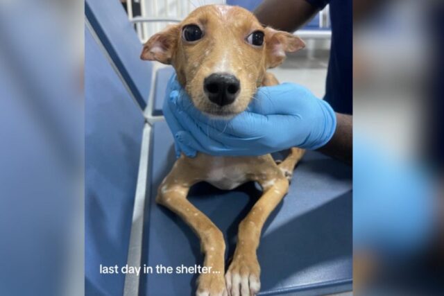 Rescue dog's last day in shelter