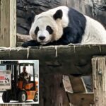 China enviará pandas gigantes ao Zoológico de Atlanta