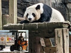 China enviará pandas gigantes ao Zoológico de Atlanta China enviará pandas gigantes ao Zoológico de Atlanta