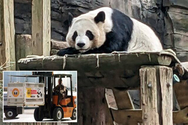 China enviará pandas gigantes ao Zoológico de Atlanta
