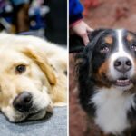 6-month-old golden mountain dog