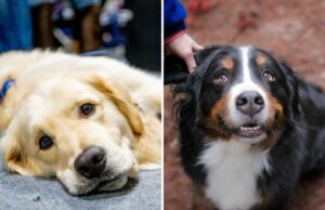 Choque com o tamanho da mistura de Golden Retriever e Bernese Mountain Dog – ‘Aquelas patas’ 6-month-old golden mountain dog