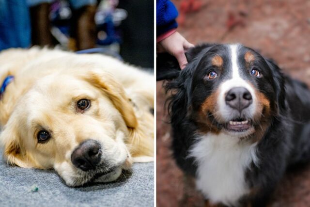 6-month-old golden mountain dog