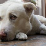 Cientistas alertam sobre 17 sinais de dor em cães, e nem todos são óbvios