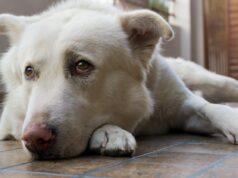 Cientistas alertam sobre 17 sinais de dor em cães, e nem todos são óbvios Cientistas alertam sobre 17 sinais de dor em cães, e nem todos são óbvios