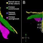 É frequentemente descrito como o “centro de prazer feminino”. E agora o clitóris foi mapeado pela primeira vez