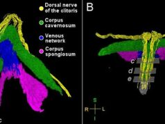 Cientistas criam o primeiro mapa do clitóris – e confirma que o órgão sexual feminino é ainda mais sensível do que pensávamos É frequentemente descrito como o “centro de prazer feminino”. E agora o clitóris foi mapeado pela primeira vez