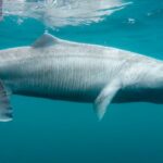 Cientistas emocionados quando um esquivo tubarão da Groenlândia aparece na Irlanda