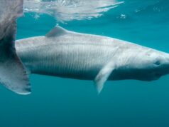Cientistas emocionados quando um esquivo tubarão da Groenlândia aparece na Irlanda Cientistas emocionados quando um esquivo tubarão da Groenlândia aparece na Irlanda