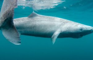 Cientistas emocionados quando um esquivo tubarão da Groenlândia aparece na Irlanda Cientistas emocionados quando um esquivo tubarão da Groenlândia aparece na Irlanda