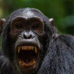 Os pesquisadores observaram pela primeira vez como a sociedade dos chimpanzés se dividiu em violência.