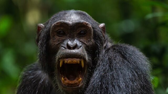 Os pesquisadores observaram pela primeira vez como a sociedade dos chimpanzés se dividiu em violência. 