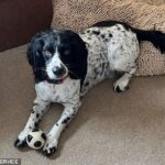 Há três semanas, Jo Bowen-Jones, de Anglesey, perdeu seu cachorro quando ele foi mordido por uma víbora, disse ela