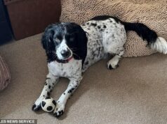 Cobra mata cachorro na praia de Gales: proprietária perturbada avisa os outros enquanto culpa réptil venenoso pela mordida fatal em Springer-Cocker Spaniel Há três semanas, Jo Bowen-Jones, de Anglesey, perdeu seu cachorro quando ele foi mordido por uma víbora, disse ela