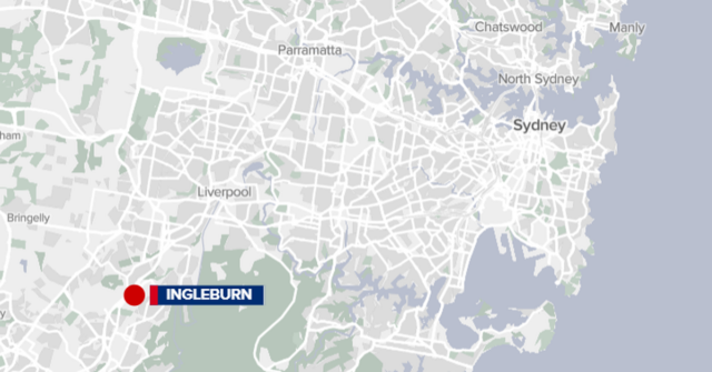 Um gato da Community Helping Campbelltown Cats.