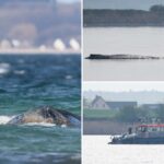 Como as equipes de resgate alemãs planejam usar almofadas de ar para salvar Timmy, a baleia doente e encalhada