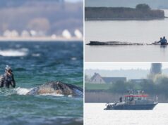 Como as equipes de resgate alemãs planejam usar almofadas de ar para salvar Timmy, a baleia doente e encalhada Como as equipes de resgate alemãs planejam usar almofadas de ar para salvar Timmy, a baleia doente e encalhada