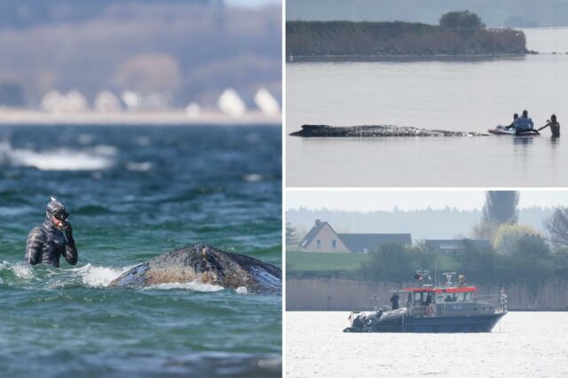 Como as equipes de resgate alemãs planejam usar almofadas de Como as equipes de resgate alemãs planejam usar almofadas de ar para salvar Timmy, a baleia doente e encalhada