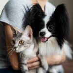 Como as pessoas acabam com gatos versus cães se torna viral por um motivo hilariante