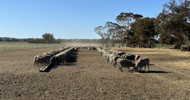 Como este sistema de alimentação de contenção se pagou em apenas dois anos
