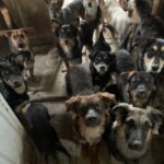 Como os cães da Ucrânia estão se adaptando à guerra