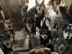 Como os cães da Ucrânia estão se adaptando à guerra Como os cães da Ucrânia estão se adaptando à guerra