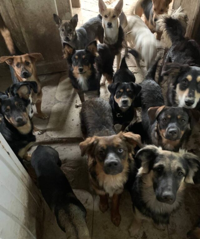 Como os cães da Ucrânia estão se adaptando à guerra Como os cães da Ucrânia estão se adaptando à guerra
