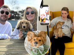 Como um adorável dachshund – criado para financiar um casamento de US $ 66 mil – se tornou o ganha-pão de uma família SWNS