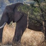Um elefante macho chamado Tswale foi recebido de volta à natureza depois de passar mais de duas décadas preso em cativeiro