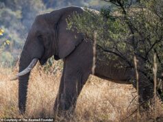 Como um elefante chamado Tswale foi recebido em um rebanho selvagem depois de passar décadas em cativeiro Um elefante macho chamado Tswale foi recebido de volta à natureza depois de passar mais de duas décadas preso em cativeiro