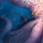 Um grande polvo com braços estendidos mostrando uma série de tentáculos redondos repousa sobre rochas contra o fundo do mar azul. Três mergulhadores nadam perto do animal.