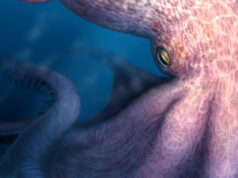 Conheça o polvo de 19 metros que rondava os antigos mares Um grande polvo com braços estendidos mostrando uma série de tentáculos redondos repousa sobre rochas contra o fundo do mar azul. Três mergulhadores nadam perto do animal.