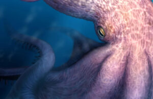 Conheça o polvo de 19 metros que rondava os antigos mares Um grande polvo com braços estendidos mostrando uma série de tentáculos redondos repousa sobre rochas contra o fundo do mar azul. Três mergulhadores nadam perto do animal.